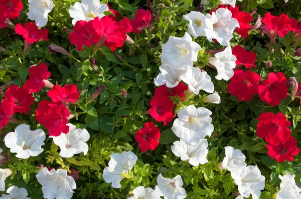 Lots of colorful petunia flowers close up — Stock Photo, Image