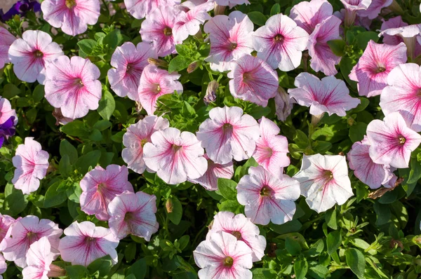 Lots of colorful petunia flowers close up — Stock Photo, Image