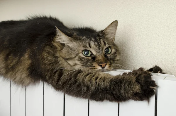 Tabby cat lying a warm radiator — Stock Photo, Image