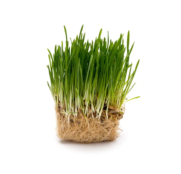 Fresh green wheat seedling Royalty Free Stock Photos