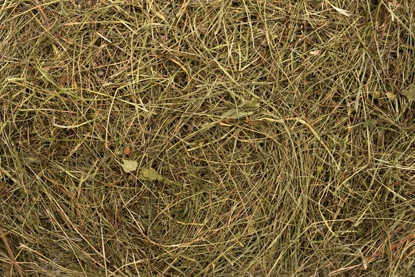 Golden hay texture background close-up — Stock Photo, Image