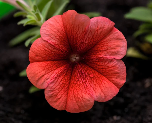 Petunia. Surfinia — Stock Photo, Image