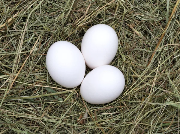 Makro snímek vajec v hay hnízdí v slepičí farma — Stock fotografie