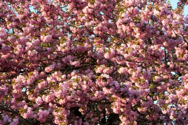 sakura. İlkbaharda kiraz çiçekleri, güzel pembe çiçekler