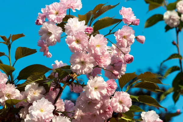 Sakura vagyok. cseresznyevirág tavasszal, gyönyörű rózsaszín virágok — Stock Fotó