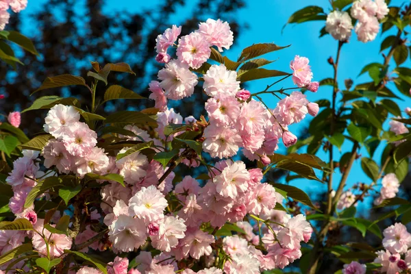 Sakura. Kirschblüte im Frühling, schöne rosa Blüten — Stockfoto