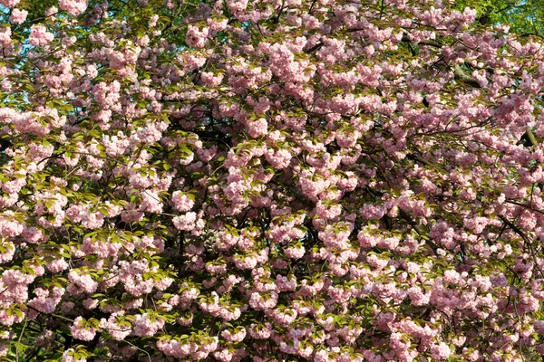 Sakura. fiore di ciliegio in primavera, bellissimi fiori rosa — Foto Stock