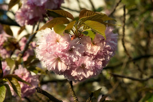 Sakura. třešňový květ na jaře, krásné růžové květy — Stock fotografie