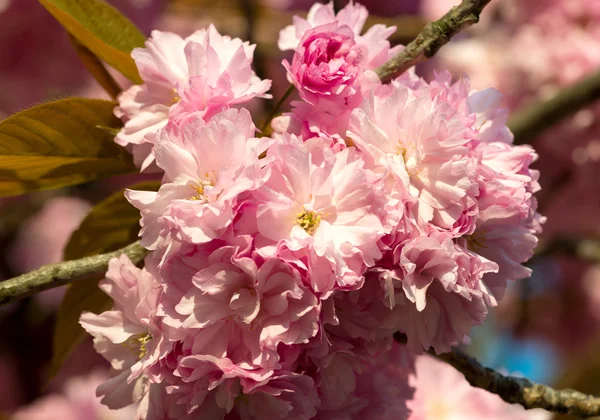 Sakura. fiore di ciliegio in primavera, bellissimi fiori rosa — Foto Stock