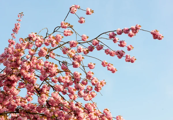 Sakura. fiore di ciliegio in primavera, bellissimi fiori rosa — Foto Stock