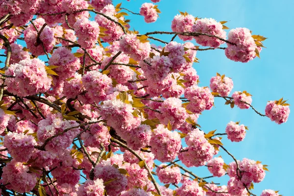 Sakura. fiore di ciliegio in primavera, bellissimi fiori rosa — Foto Stock