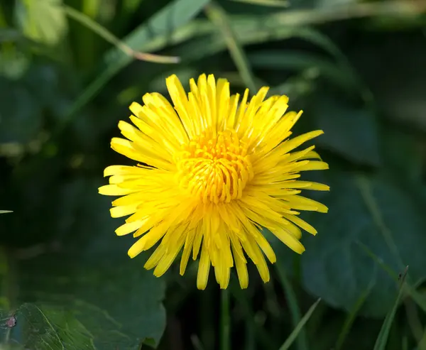 Gele paardebloem op een achtergrond van groen gras — Stockfoto