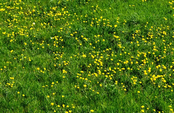 Relvado de primavera com muitas plantas florescentes de dentes-de-leão em um prado — Fotografia de Stock