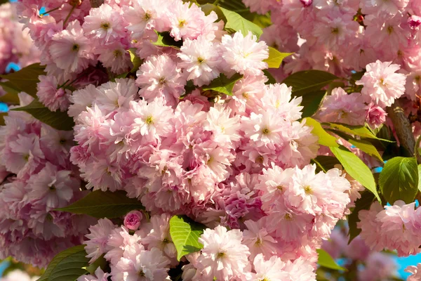 Sakura. fiore di ciliegio in primavera, bellissimi fiori rosa — Foto Stock