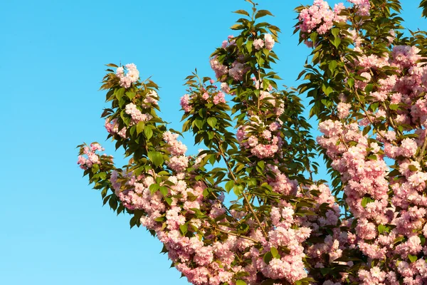 Sakura. fleur de cerisier au printemps, belles fleurs roses — Photo