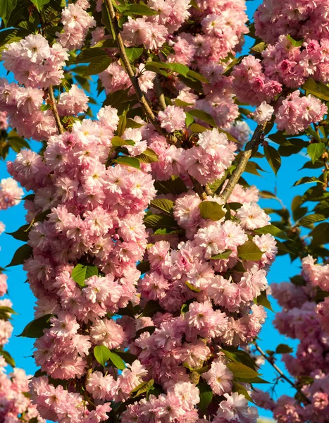 Sakura. flor de cerezo en primavera, hermosas flores rosadas —  Fotos de Stock