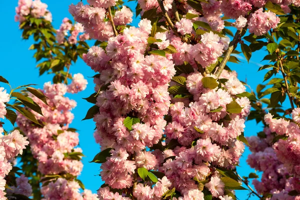 Sakura. třešňový květ na jaře, krásné růžové květy — Stock fotografie