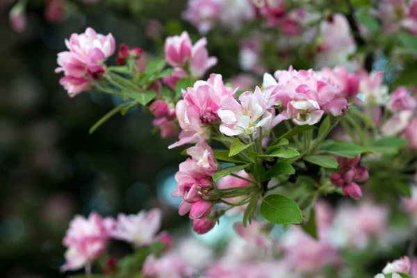 Apfelbaumblüten — Stockfoto