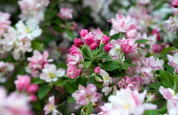 Apfelbaumblüten — Stockfoto