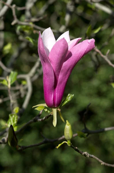 Rosa Magnolienblüten — Stockfoto