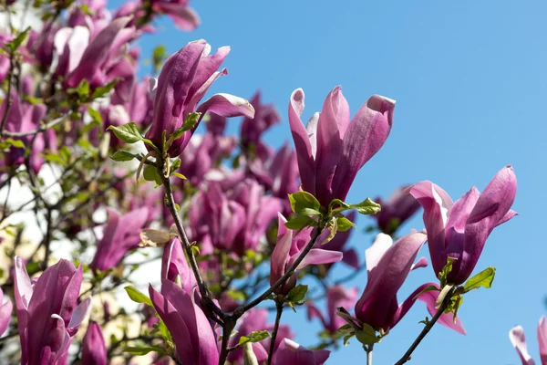 Rosa Magnolienblüten — Stockfoto