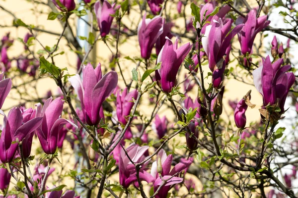 Rosa Magnolienblüten — Stockfoto