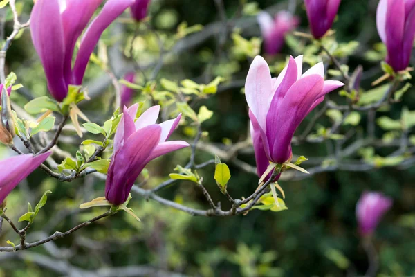 Pink magnolia flowers — Stock Photo, Image