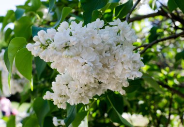 İlkbaharda açan beyaz leylak