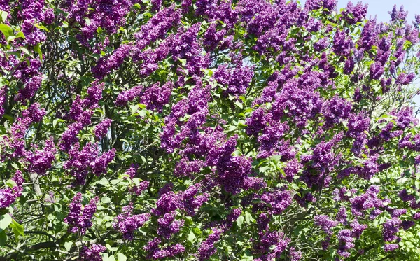 Un mazzo di fiori lilla viola nella soleggiata giornata primaverile davanti al blu — Foto Stock