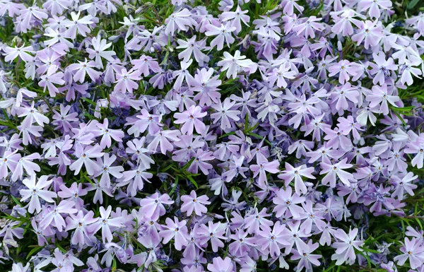 Textura estiloide phlox — Foto de Stock