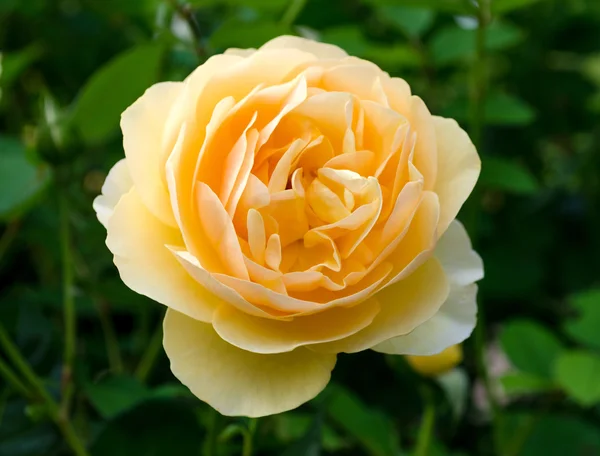 Gyönyörű rózsa a kertben — Stock Fotó
