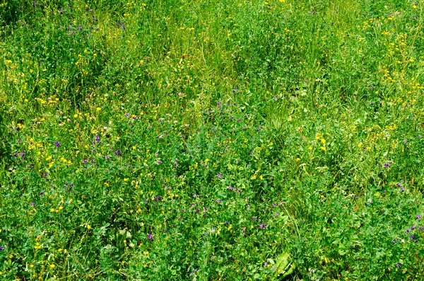 Hintergrund verschiedener Wildblumen — Stockfoto