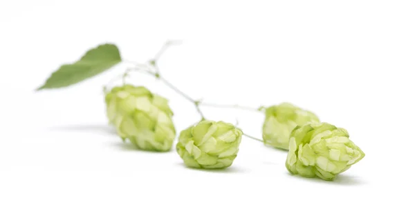 Hop cones on a white background — Stock Photo, Image