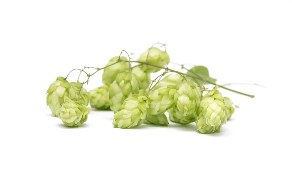 Hop cones on a white background — Stock Photo, Image