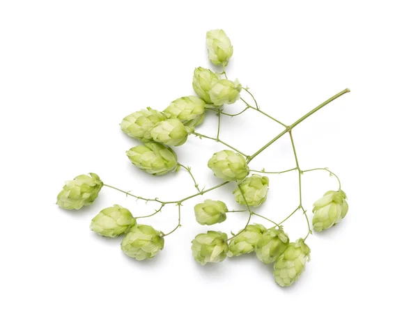 Hop cones on a white background — Stock Photo, Image