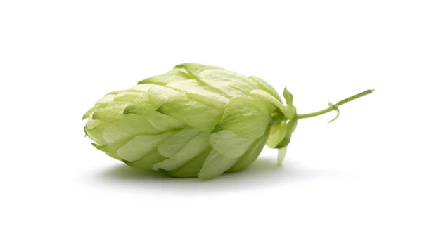 Branch of hops on a white background — Stock Photo, Image