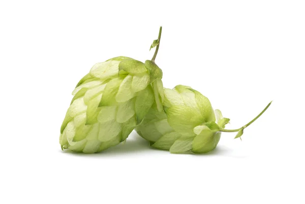 Branch of hops on a white background — Stock Photo, Image