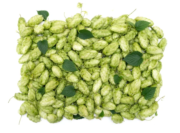 Hop texture — Stock Photo, Image