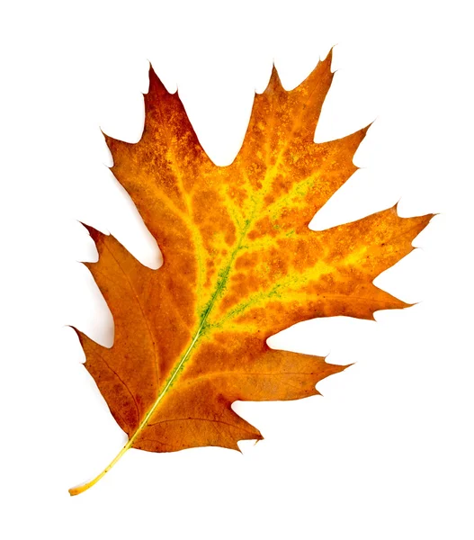 Bright autumn leaf, isolated on white — Stock Photo, Image