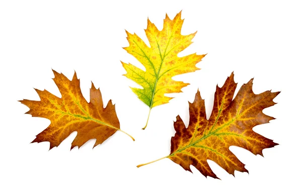 Three autumn colorful oak leaves on white background — Stock Photo, Image