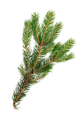 Beyaz arkaplanda izole edilmiş köknar dalı