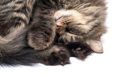 Beyaz bir arka plan üzerinde izole uyuyan kedi