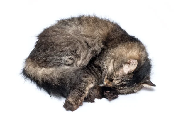 A Sleeping Cat Isolated on a White Background — Stock Photo, Image