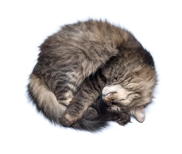 A Sleeping Cat Isolated on a White Background — Stock Photo, Image