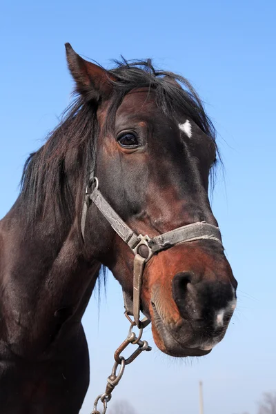 Svart häst porträtt — Stockfoto