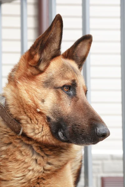 Inhemska Shepherd porträtt — Stockfoto