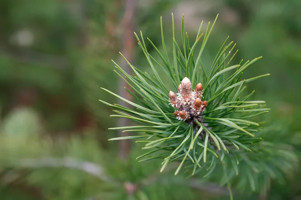 Pine Twig makro — Stockfoto