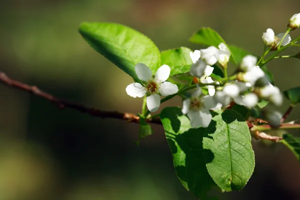 Ramita con flores —  Fotos de Stock