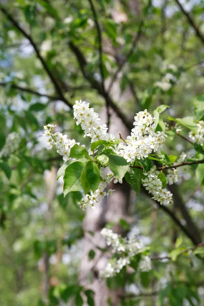 Ramoscello con fiori — Foto Stock