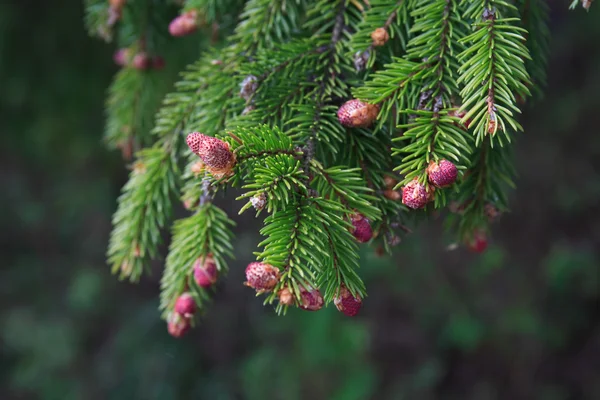 Pine Twig makro — Stockfoto